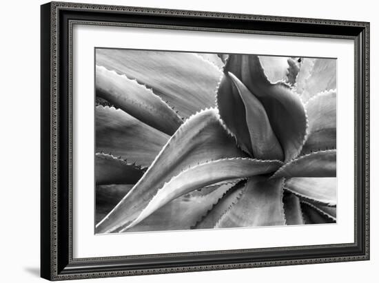 Agave Americana-Moises Levy-Framed Premium Photographic Print