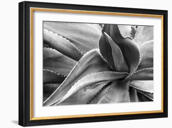 Agave Americana-Moises Levy-Framed Premium Photographic Print