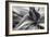 Agave Americana-Moises Levy-Framed Premium Photographic Print