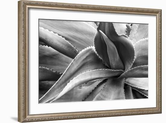 Agave Americana-Moises Levy-Framed Photographic Print