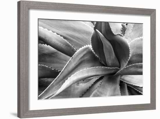 Agave Americana-Moises Levy-Framed Photographic Print