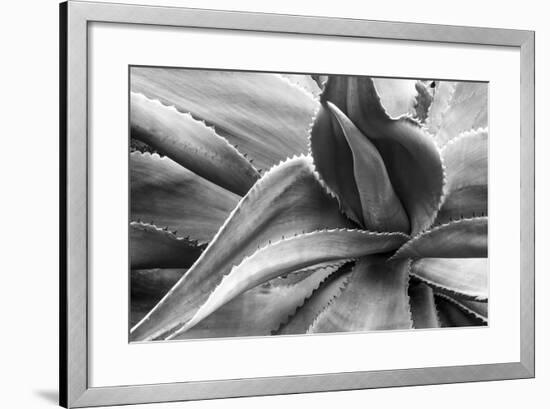 Agave Americana-Moises Levy-Framed Photographic Print