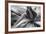 Agave Americana-Moises Levy-Framed Photographic Print