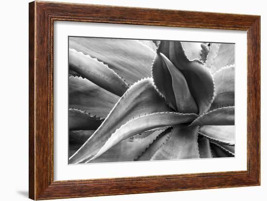 Agave Americana-Moises Levy-Framed Photographic Print