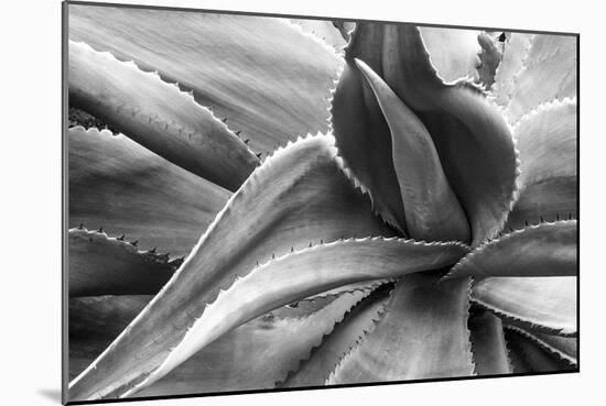 Agave Americana-Moises Levy-Mounted Photographic Print