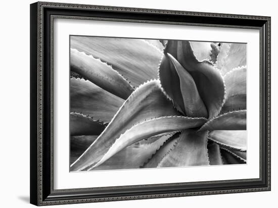 Agave Americana-Moises Levy-Framed Photographic Print