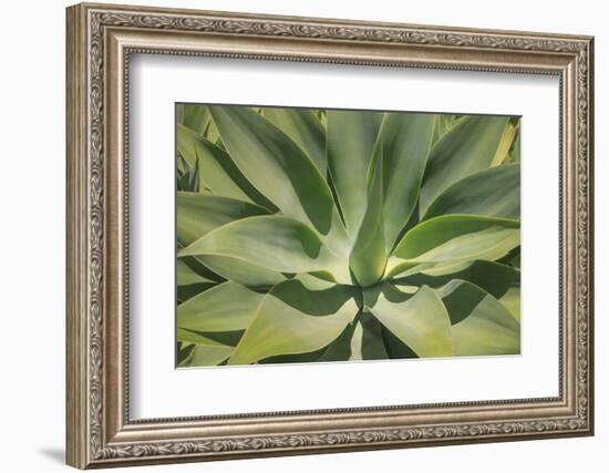 Agave Attenuata, native to Mexico, is often known as the lions tail, swans neck or foxtail.-Mallorie Ostrowitz-Framed Photographic Print