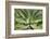 Agave Attenuata, native to Mexico, is often known as the lions tail, swans neck or foxtail.-Mallorie Ostrowitz-Framed Photographic Print