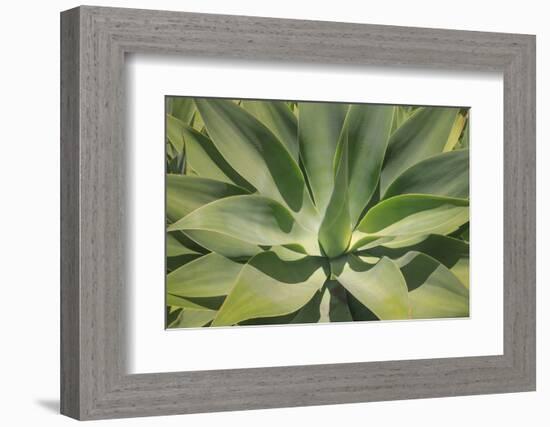 Agave Attenuata, native to Mexico, is often known as the lions tail, swans neck or foxtail.-Mallorie Ostrowitz-Framed Photographic Print