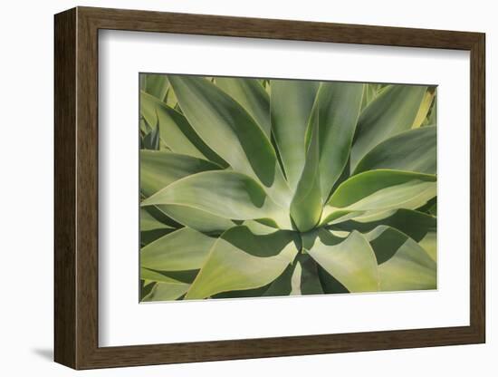 Agave Attenuata, native to Mexico, is often known as the lions tail, swans neck or foxtail.-Mallorie Ostrowitz-Framed Photographic Print