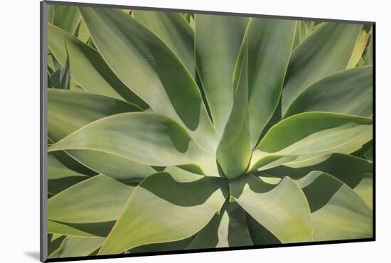 Agave Attenuata, native to Mexico, is often known as the lions tail, swans neck or foxtail.-Mallorie Ostrowitz-Mounted Photographic Print