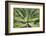 Agave Attenuata, native to Mexico, is often known as the lions tail, swans neck or foxtail.-Mallorie Ostrowitz-Framed Photographic Print