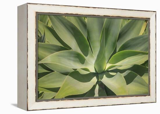 Agave Attenuata, native to Mexico, is often known as the lions tail, swans neck or foxtail.-Mallorie Ostrowitz-Framed Premier Image Canvas