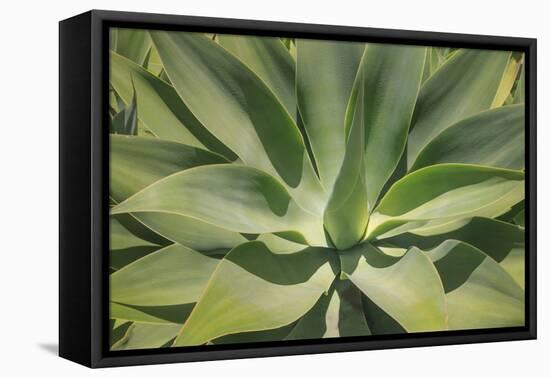 Agave Attenuata, native to Mexico, is often known as the lions tail, swans neck or foxtail.-Mallorie Ostrowitz-Framed Premier Image Canvas