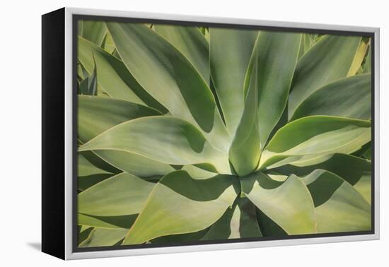 Agave Attenuata, native to Mexico, is often known as the lions tail, swans neck or foxtail.-Mallorie Ostrowitz-Framed Premier Image Canvas