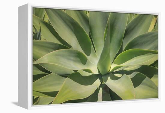 Agave Attenuata, native to Mexico, is often known as the lions tail, swans neck or foxtail.-Mallorie Ostrowitz-Framed Premier Image Canvas