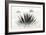 Agave BW I-Douglas Taylor-Framed Photographic Print