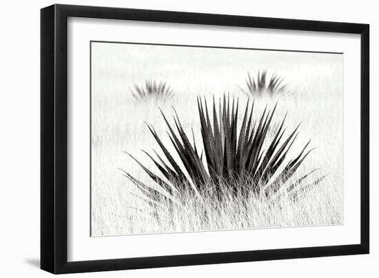 Agave BW I-Douglas Taylor-Framed Photographic Print