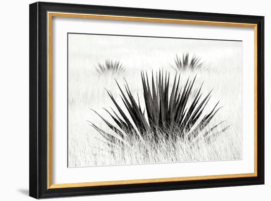 Agave BW I-Douglas Taylor-Framed Photographic Print