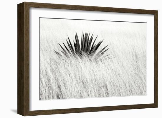 Agave BW II-Douglas Taylor-Framed Photographic Print