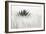 Agave BW II-Douglas Taylor-Framed Photographic Print