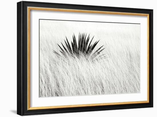 Agave BW II-Douglas Taylor-Framed Photographic Print