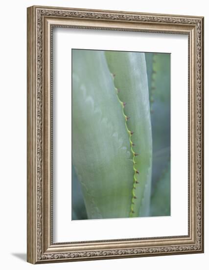 Agave cactus, Austin, Texas, Usa-Lisa S. Engelbrecht-Framed Photographic Print