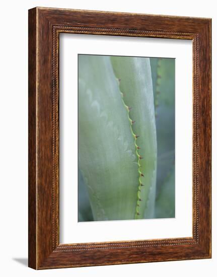 Agave cactus, Austin, Texas, Usa-Lisa S. Engelbrecht-Framed Photographic Print