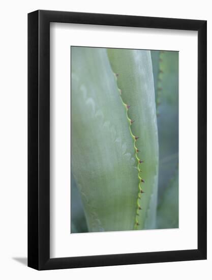 Agave cactus, Austin, Texas, Usa-Lisa S. Engelbrecht-Framed Photographic Print