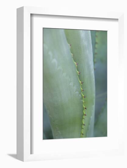 Agave cactus, Austin, Texas, Usa-Lisa S. Engelbrecht-Framed Photographic Print