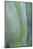 Agave cactus, Austin, Texas, Usa-Lisa S. Engelbrecht-Mounted Photographic Print