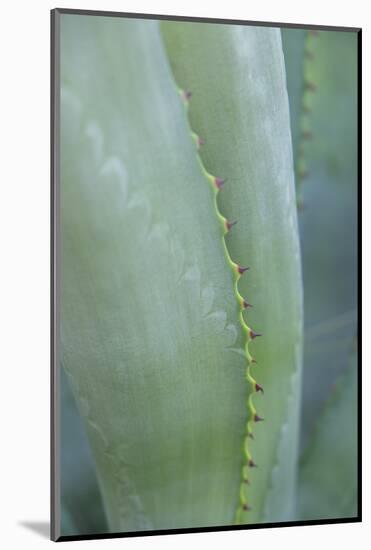 Agave cactus, Austin, Texas, Usa-Lisa S. Engelbrecht-Mounted Photographic Print