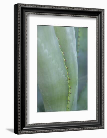 Agave cactus, Austin, Texas, Usa-Lisa S. Engelbrecht-Framed Photographic Print