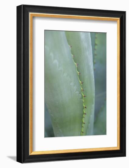 Agave cactus, Austin, Texas, Usa-Lisa S. Engelbrecht-Framed Photographic Print