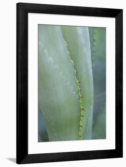 Agave cactus, Austin, Texas, Usa-Lisa S. Engelbrecht-Framed Premium Photographic Print