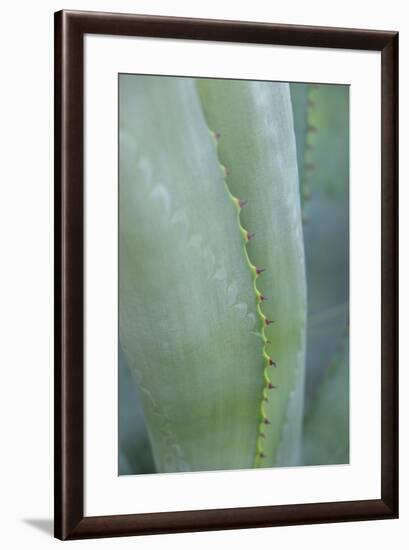 Agave cactus, Austin, Texas, Usa-Lisa S. Engelbrecht-Framed Premium Photographic Print