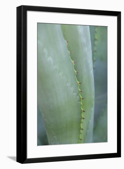 Agave cactus, Austin, Texas, Usa-Lisa S. Engelbrecht-Framed Premium Photographic Print