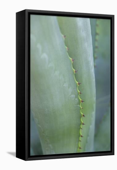 Agave cactus, Austin, Texas, Usa-Lisa S. Engelbrecht-Framed Premier Image Canvas