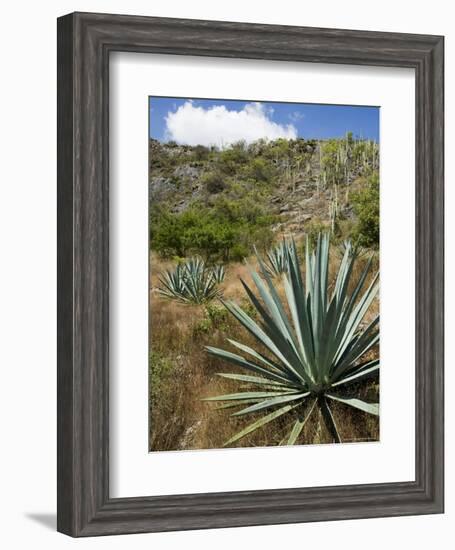 Agave Cactus for Making Mezcal, Oaxaca, Mexico, North America-Robert Harding-Framed Photographic Print