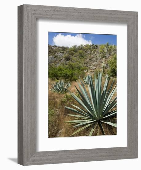 Agave Cactus for Making Mezcal, Oaxaca, Mexico, North America-Robert Harding-Framed Photographic Print