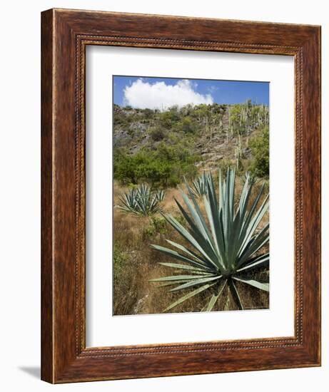 Agave Cactus for Making Mezcal, Oaxaca, Mexico, North America-Robert Harding-Framed Photographic Print