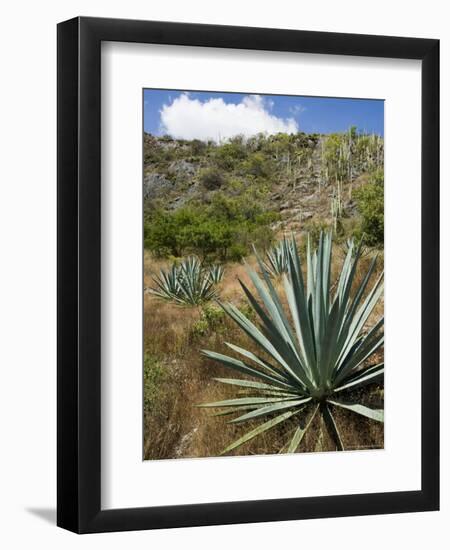 Agave Cactus for Making Mezcal, Oaxaca, Mexico, North America-Robert Harding-Framed Photographic Print
