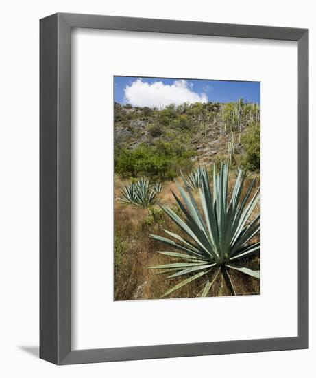 Agave Cactus for Making Mezcal, Oaxaca, Mexico, North America-Robert Harding-Framed Photographic Print