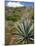 Agave Cactus for Making Mezcal, Oaxaca, Mexico, North America-Robert Harding-Mounted Photographic Print