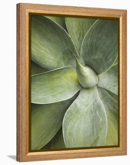 Agave Cactus, Longwood Gardens, Pennsylvania, Usa-Adam Jones-Framed Premier Image Canvas