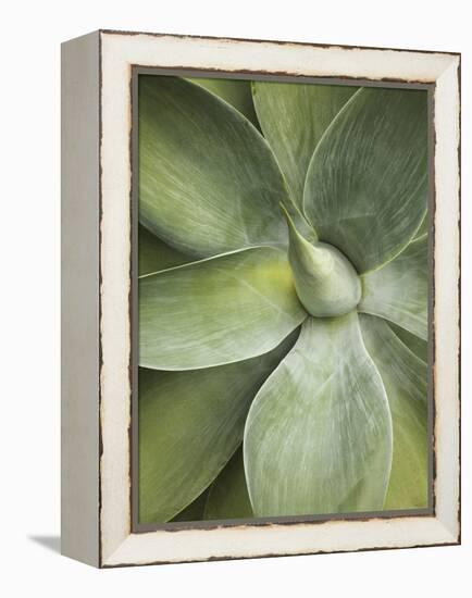 Agave Cactus, Longwood Gardens, Pennsylvania, Usa-Adam Jones-Framed Premier Image Canvas