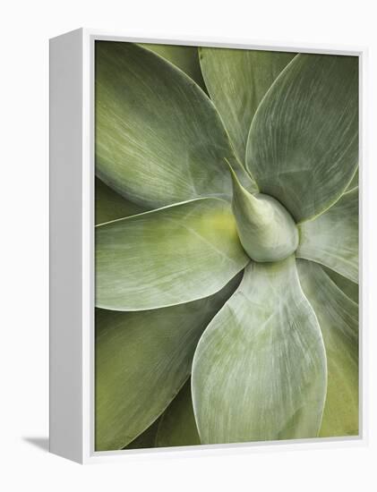 Agave Cactus, Longwood Gardens, Pennsylvania, Usa-Adam Jones-Framed Premier Image Canvas