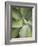 Agave Cactus, Longwood Gardens, Pennsylvania, Usa-Adam Jones-Framed Photographic Print