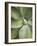 Agave Cactus, Longwood Gardens, Pennsylvania, Usa-Adam Jones-Framed Photographic Print