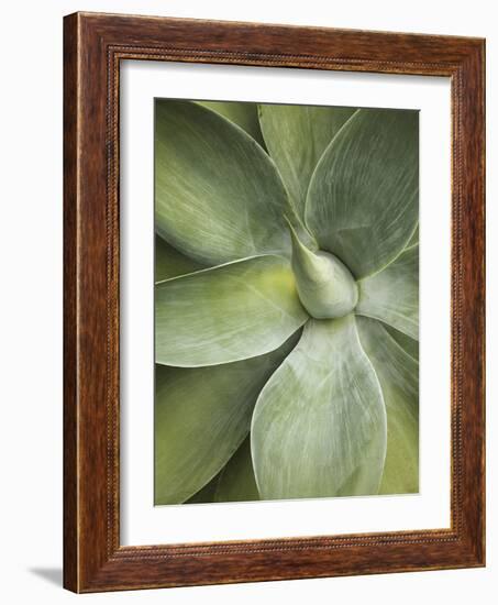 Agave Cactus, Longwood Gardens, Pennsylvania, Usa-Adam Jones-Framed Photographic Print